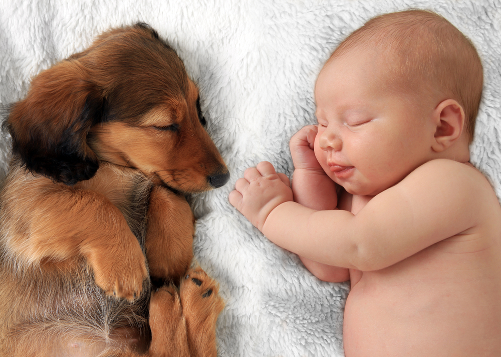 Hund & Baby