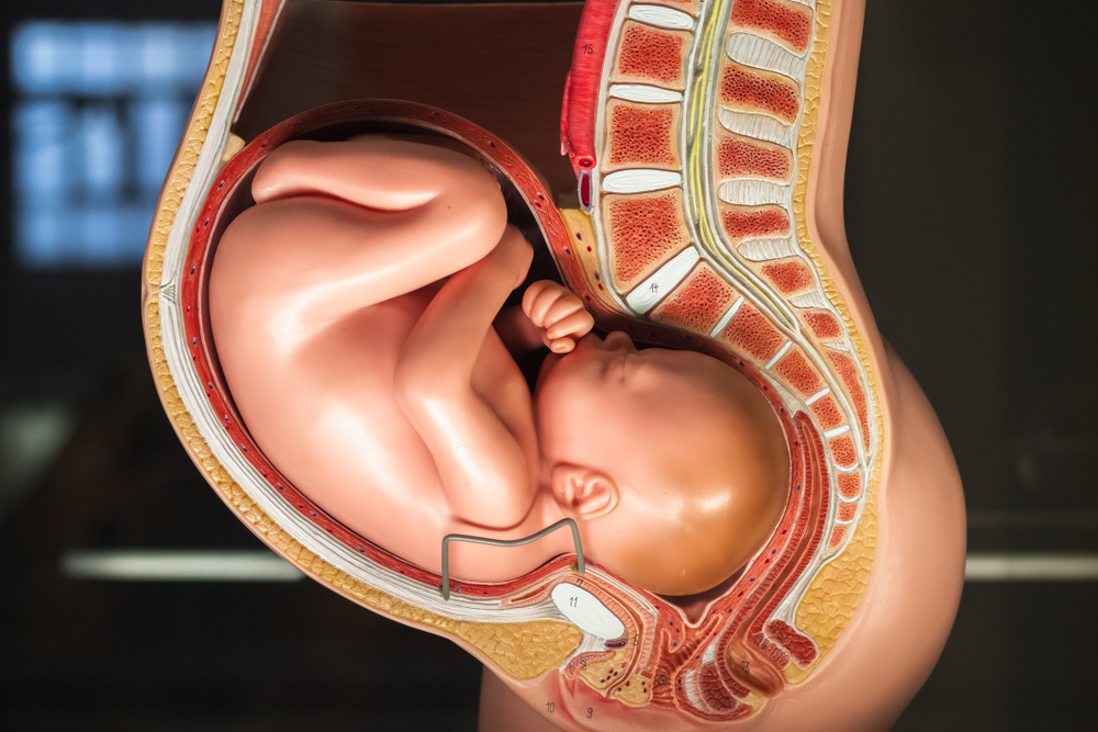 Faszinierend: So bewegen sich deine Organe, um Platz für das Baby zu schaffen