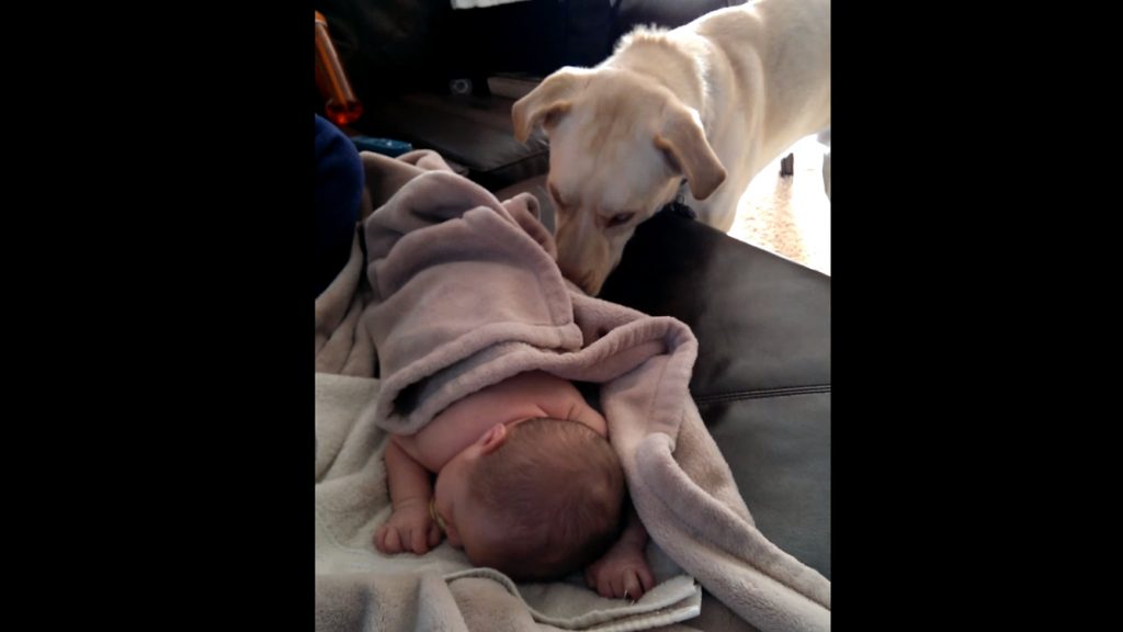 Hund deckt Baby zu: Das ist leider überhaupt nicht süß!