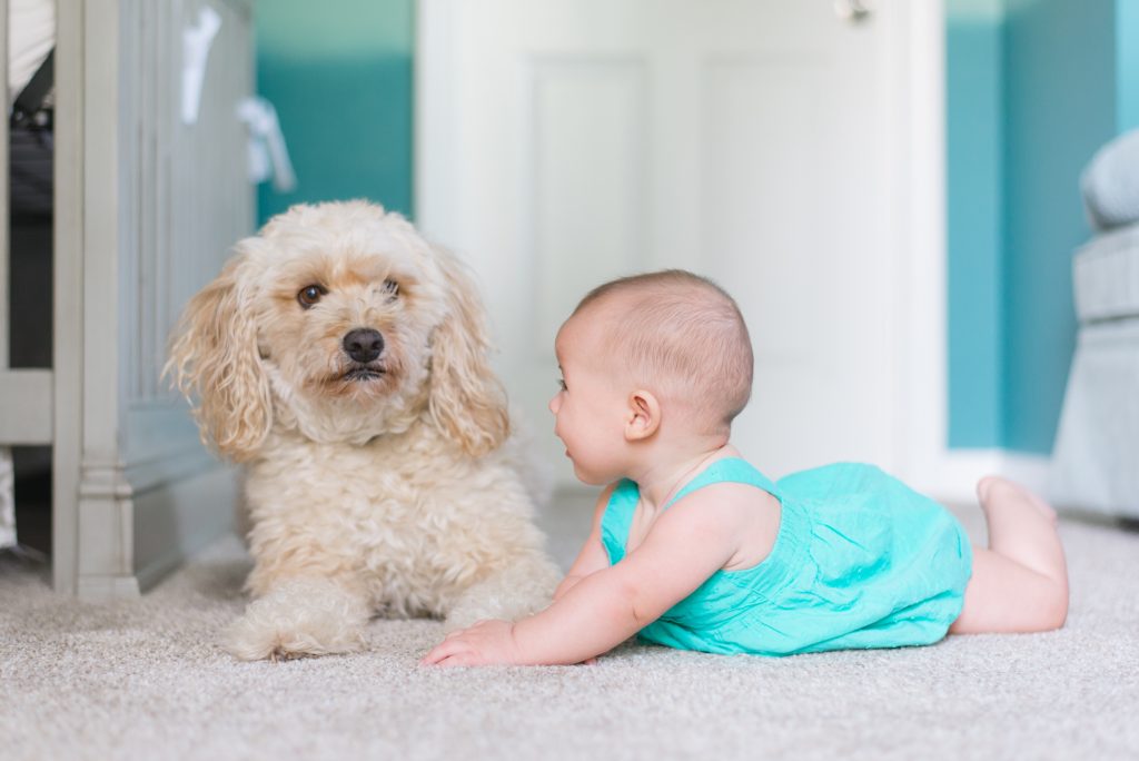 Haustier und Baby: 5 Dinge die du beachten musst