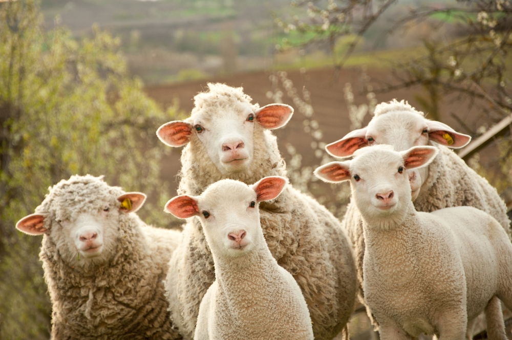 Frankreich: Eltern schreiben Schafe an Schule um vor Schließung zu retten